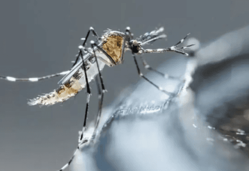 Por el aumento de casos de dengue, diputados piden que la vacuna sea gratuita