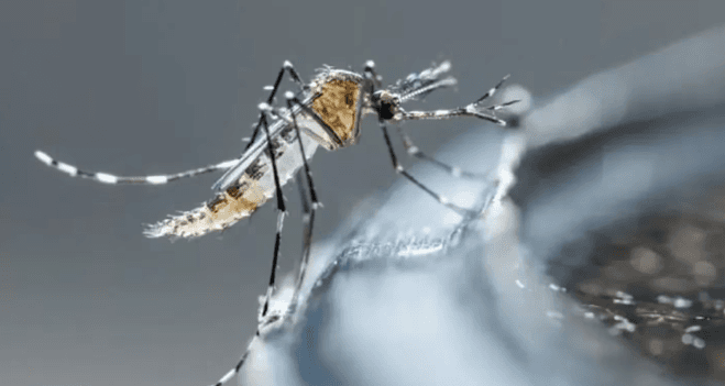 Por el aumento de casos de dengue, diputados piden que la vacuna sea gratuita