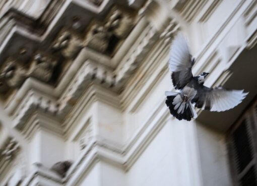 Liberarán gavilanes en una zona clave del centro sanjuanino para controlar la plaga de palomas