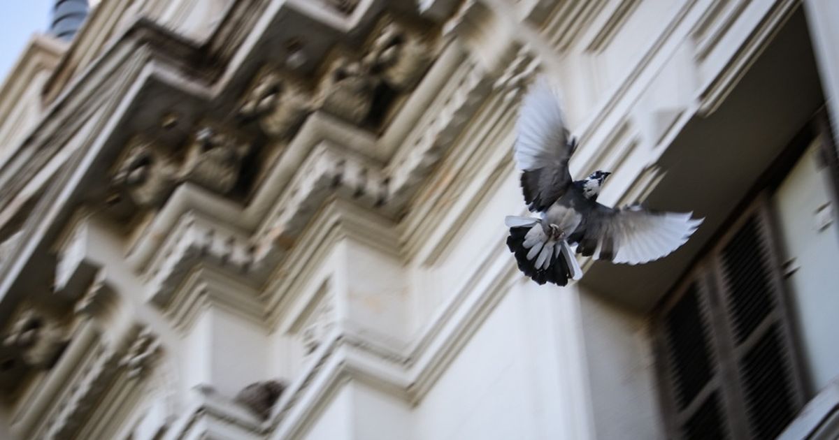 Liberarán gavilanes en una zona clave del centro sanjuanino para controlar la plaga de palomas