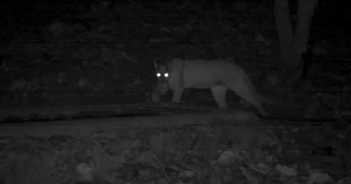 Un puma suelto aterroriza a vecinos de una zona de Pocito: el video