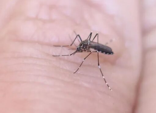Dengue en San Juan: ¿cuál era la condición de salud de la segunda víctima fatal de la enfermedad?