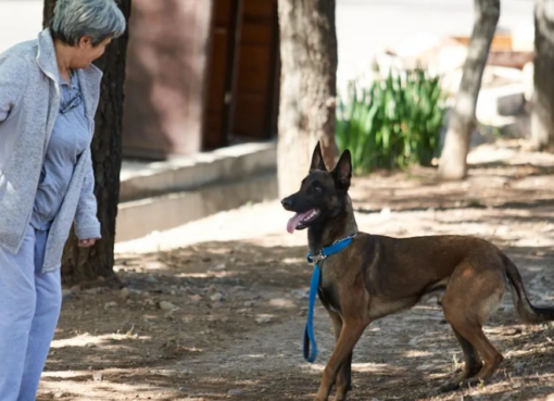 Los sanjuaninos, a favor de endurecer las multas a quienes no cumplen con la tenencia responsable de mascotas