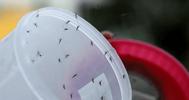 Brote de dengue en Argentina: ya son más de 180.000 casos