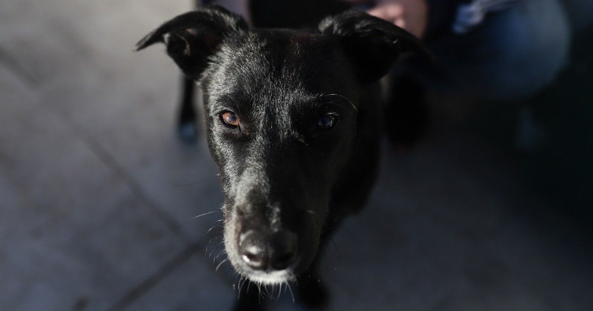 Los políticos sanjuaninos que saludaron a sus mascotas en el Día del Animal