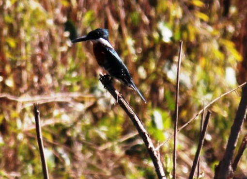 “Libres”, descubriendo pájaros junto a especialistas en un paraíso sanjuanino