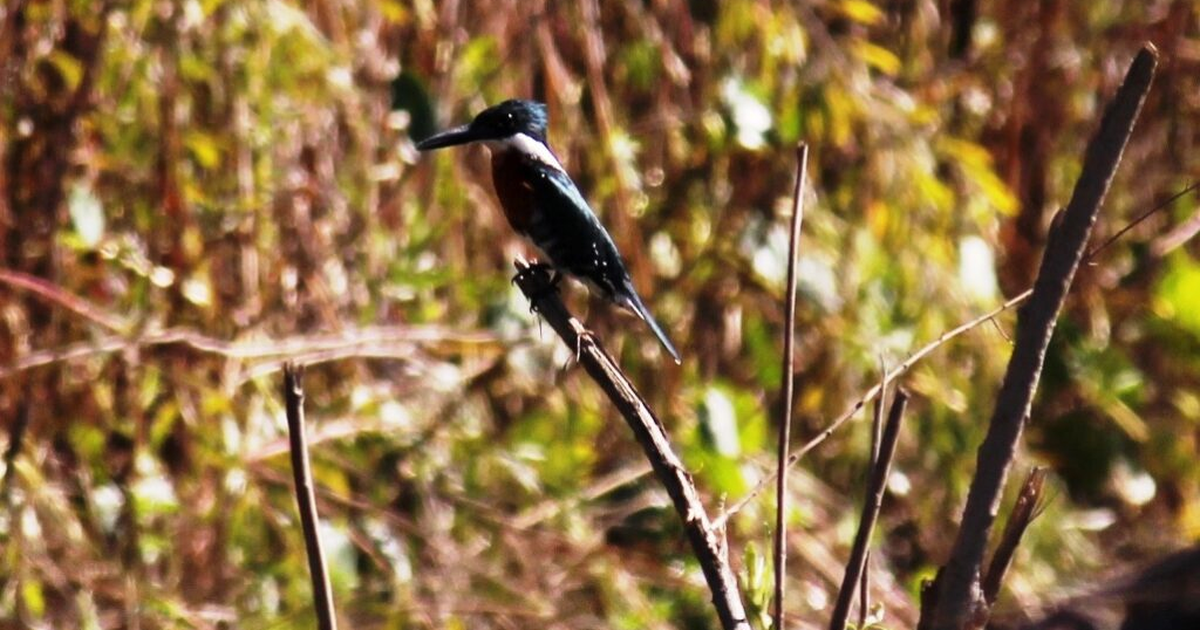 “Libres”, descubriendo pájaros junto a especialistas en un paraíso sanjuanino