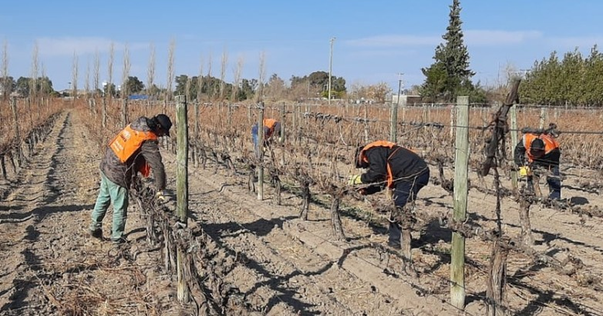 San Juan sale a buscar al mejor podador de viñedos ¿Cómo participar?