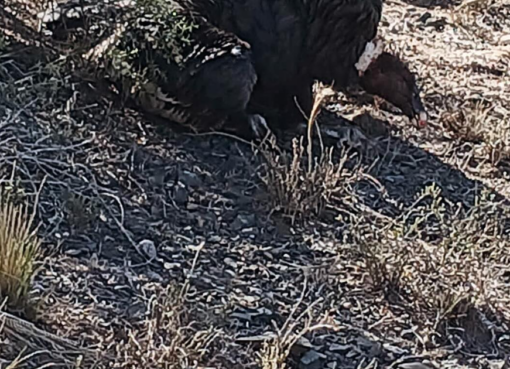 Encontraron un cóndor envenenado camino a Pedernal