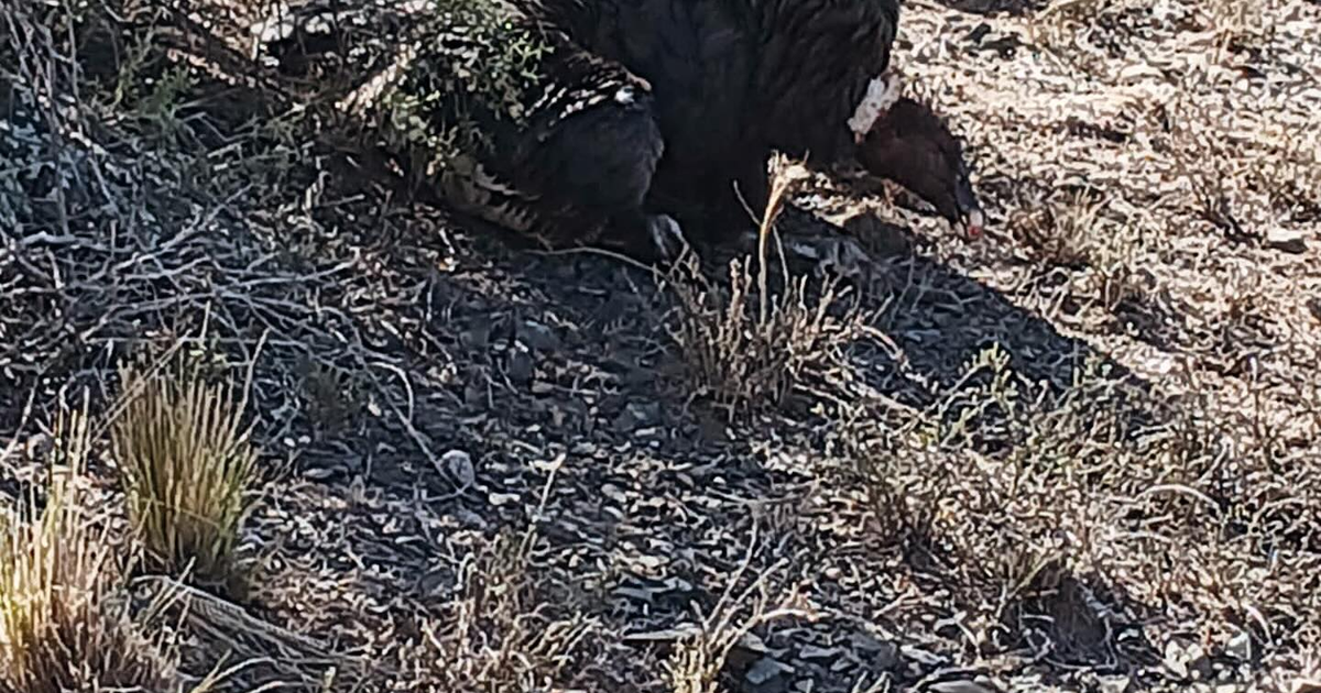 Encontraron un cóndor envenenado camino a Pedernal