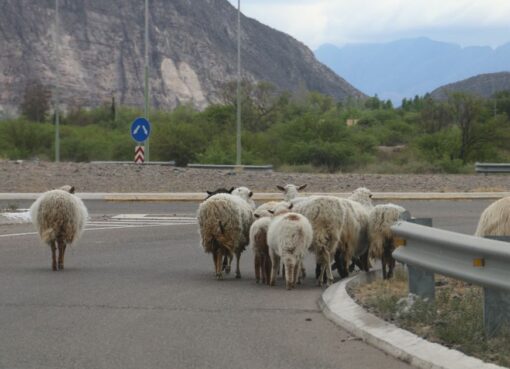 Video: la ruta más importante de San Juan, en alerta por los animales sueltos