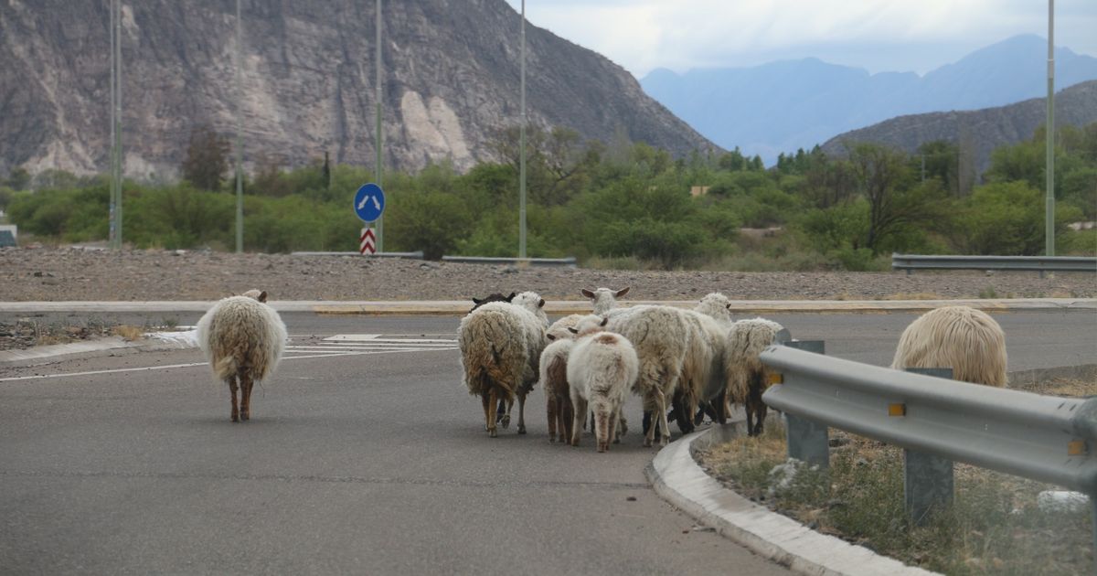 Video: la ruta más importante de San Juan, en alerta por los animales sueltos