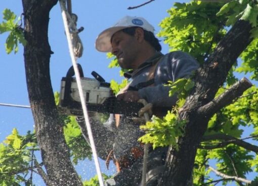 El período de poda termina el 30 de agosto en San Juan: ¿hasta cuándo se puede pedir el permiso?