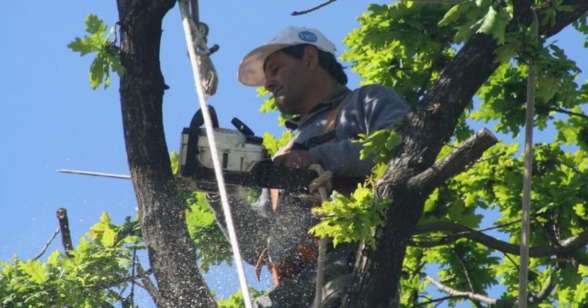 El período de poda termina el 30 de agosto en San Juan: ¿hasta cuándo se puede pedir el permiso?