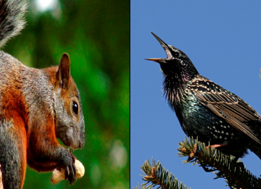 El Gobierno de San Juan defendió la presencia de gavilanes y ahora preocupan las ardillas y unas “simpáticas” aves