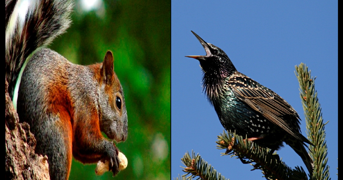 El Gobierno de San Juan defendió la presencia de gavilanes y ahora preocupan las ardillas y unas “simpáticas” aves