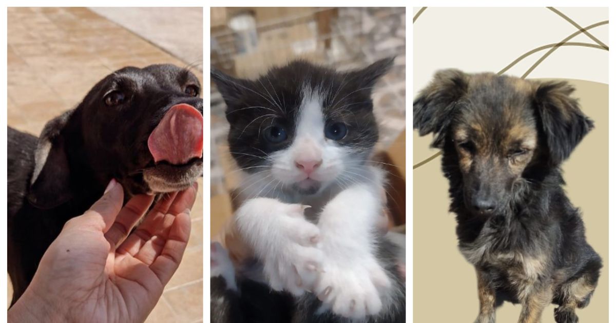 Estos son los perritos y gatitos que están listos para ser adoptados en San Juan