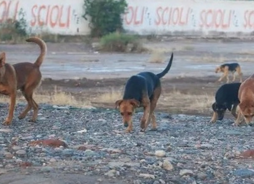 Tras el ataque a la mujer en Chimbas se reavivó el dilema eterno de los perros callejeros en San Juan