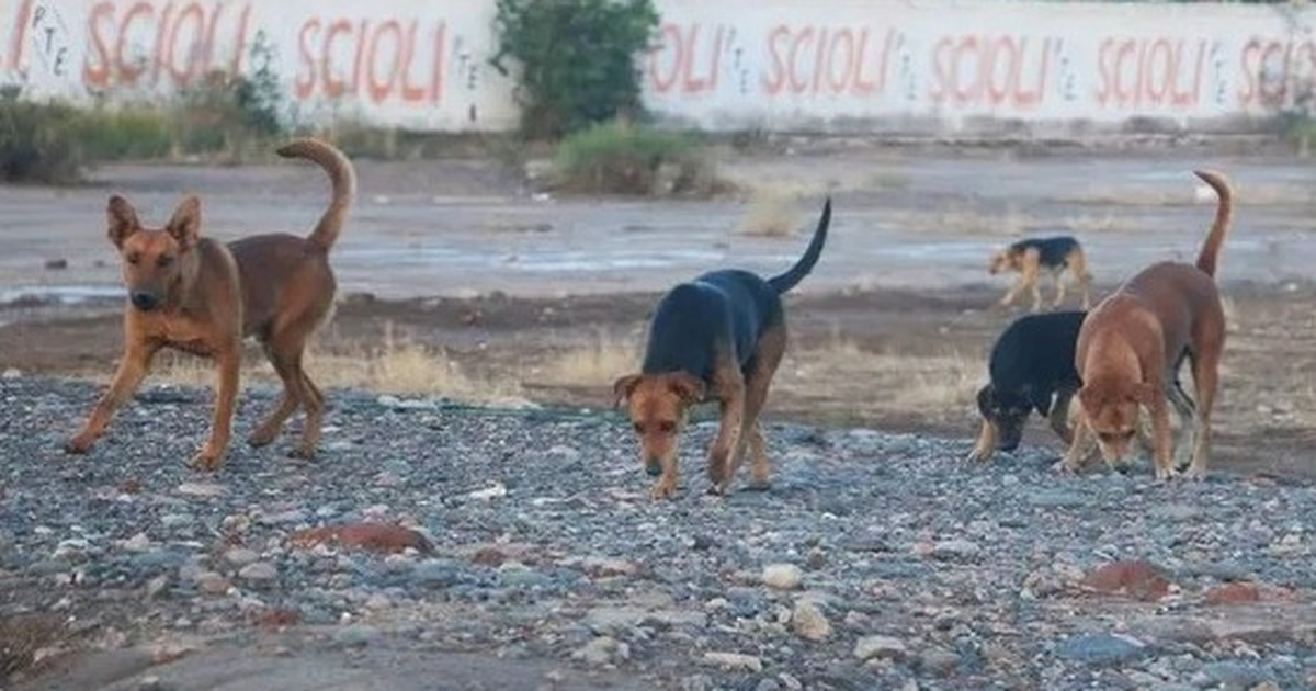 Tras el ataque a la mujer en Chimbas se reavivó el dilema eterno de los perros callejeros en San Juan