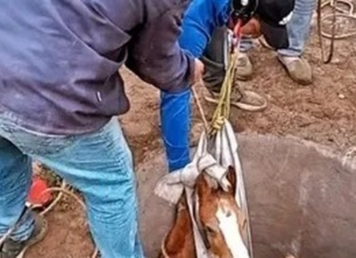 Dos horas de trabajo en equipo: el emocionante rescate de un potrillo que cayó a un pozo en Valle Fértil