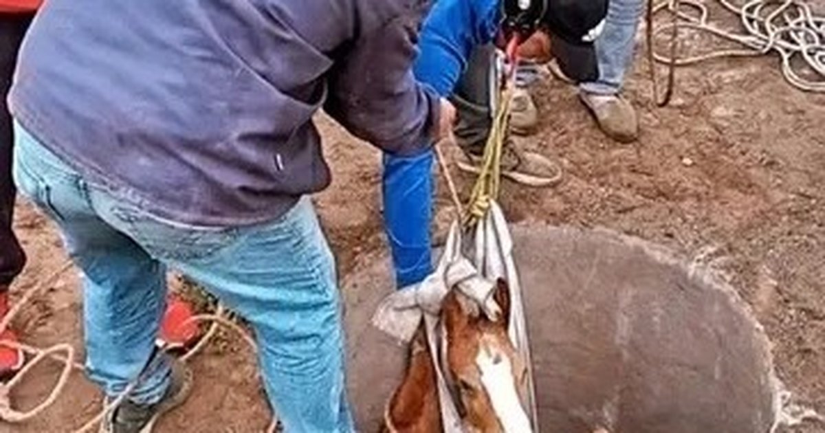 Dos horas de trabajo en equipo: el emocionante rescate de un potrillo que cayó a un pozo en Valle Fértil