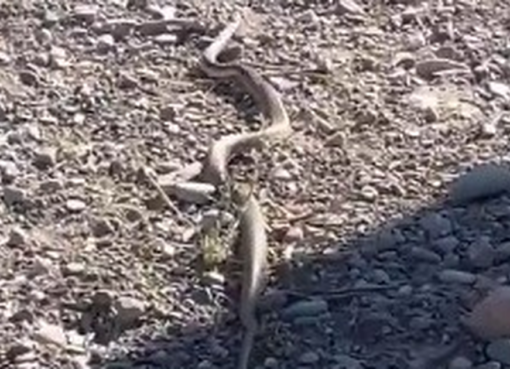 En una ruta sanjuanina, la pelea entre un águila y una serpiente que llamó la atención