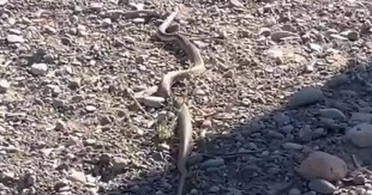 En una ruta sanjuanina, la pelea entre un águila y una serpiente que llamó la atención