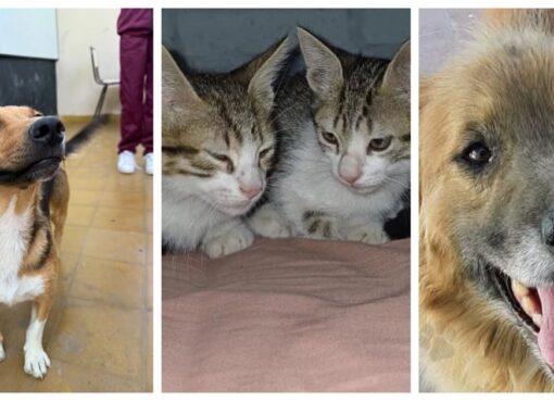 Estos son los perritos y gatitos que buscan hogar en San Juan en noviembre