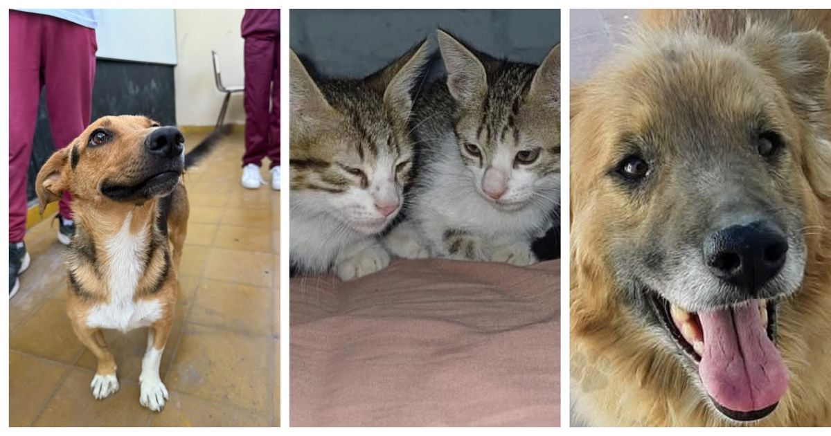 Estos son los perritos y gatitos que buscan hogar en San Juan en noviembre