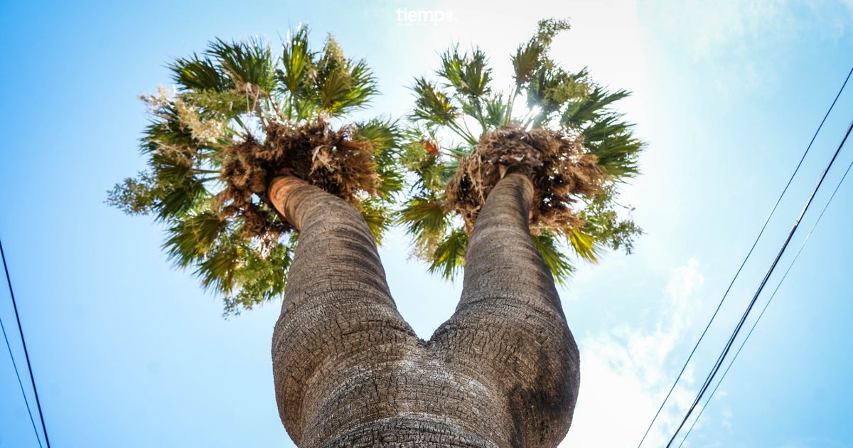 Video: una palmera única en San Juan, Argentina y el continente