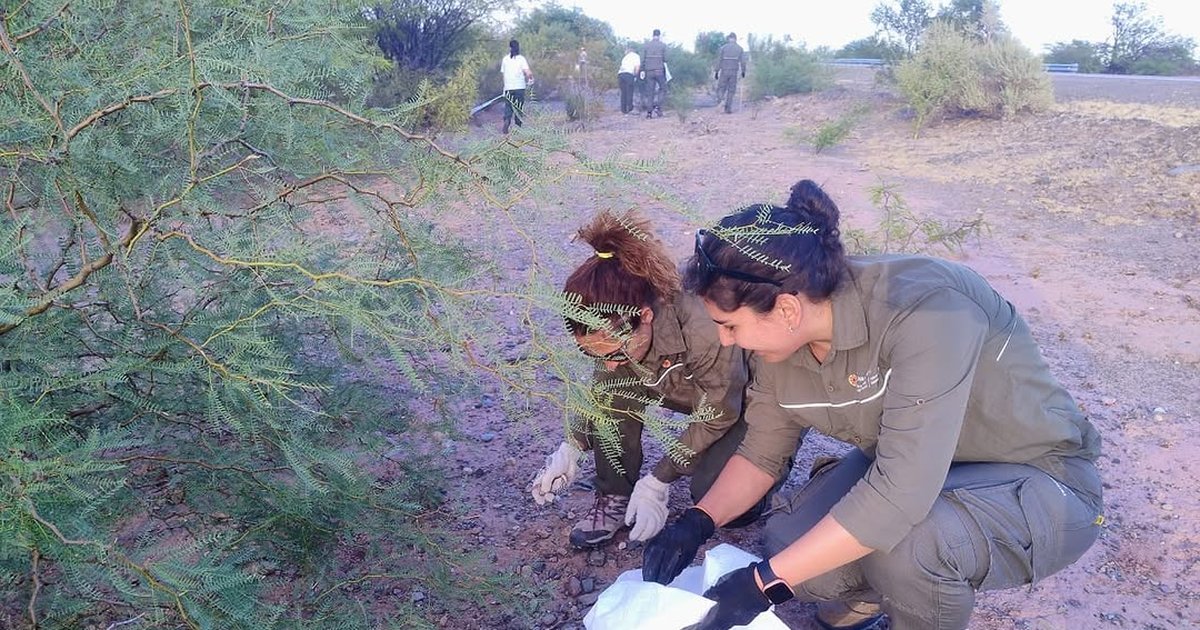 Semillas, un trabajo de hormiga que conjuga el cuidado de los bosques sanjuaninos y el sustento de sus vecinos