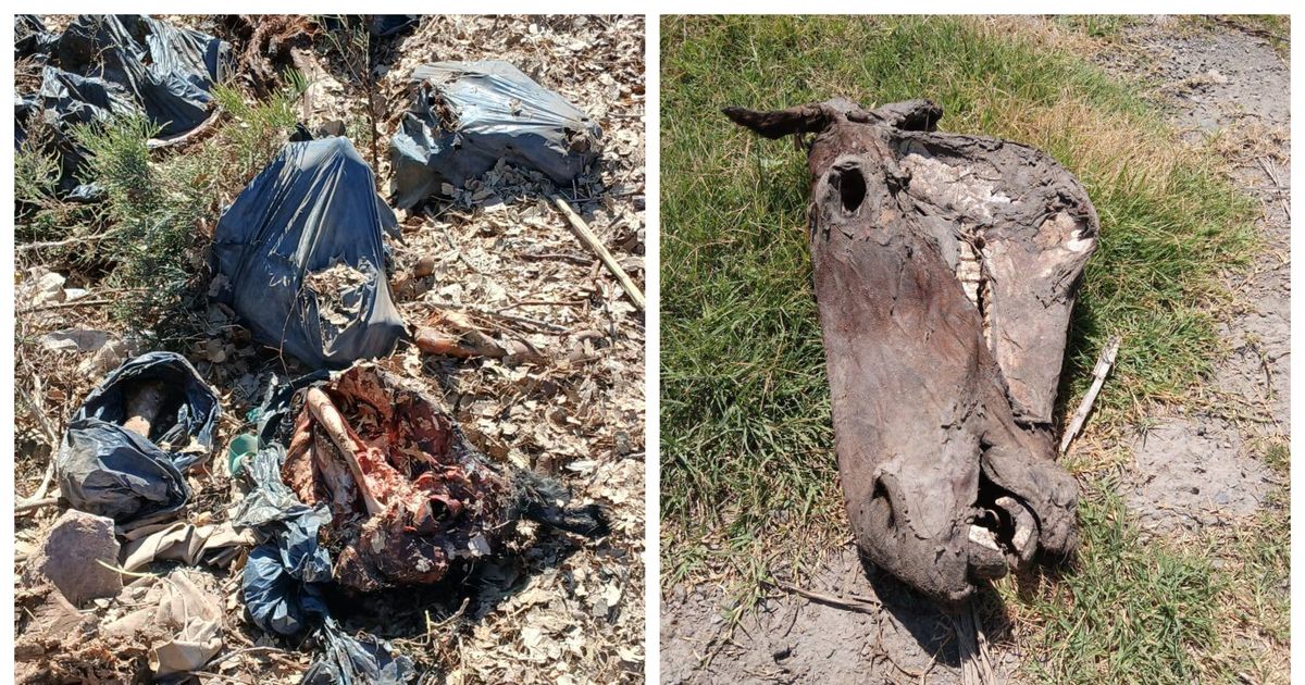 Descubrieron otro cementerio de caballos, esta vez en el Médano de Oro