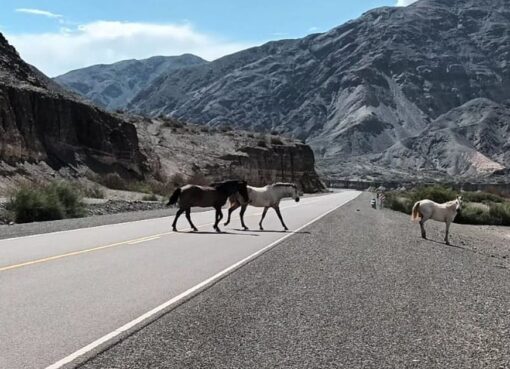 Un reconocido taxista, otra vez víctima de caballos sueltos en el camino a Calingasta