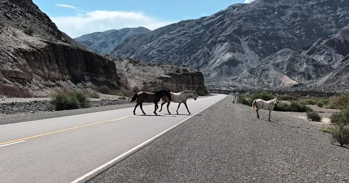 Un reconocido taxista, otra vez víctima de caballos sueltos en el camino a Calingasta