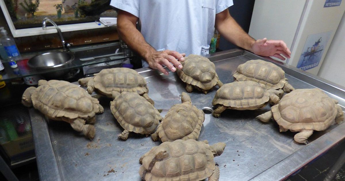 Entregaron 9 tortugas en San Juan: fueron criadas en cautiverio durante 50 años aproximadamente