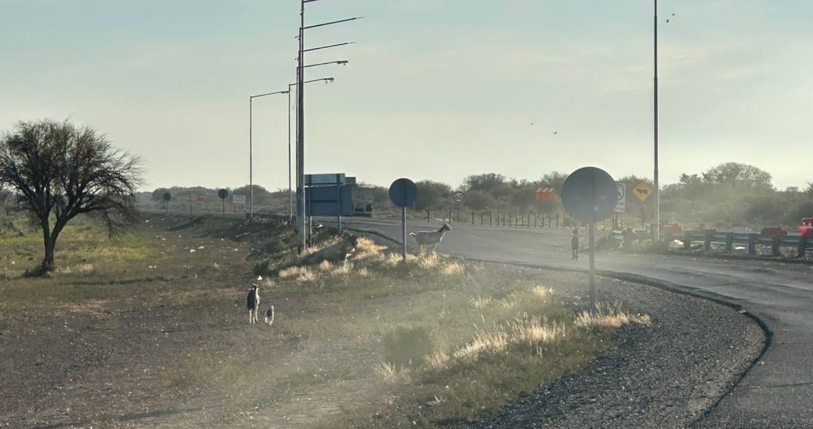 Peligro animales sueltos en rutas de San Juan.