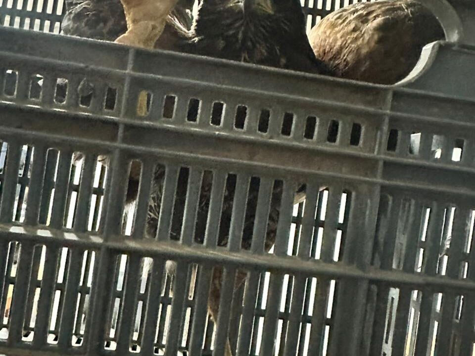 Un Gavilán herido es salvado y lo entregan a fauna de San Juan.