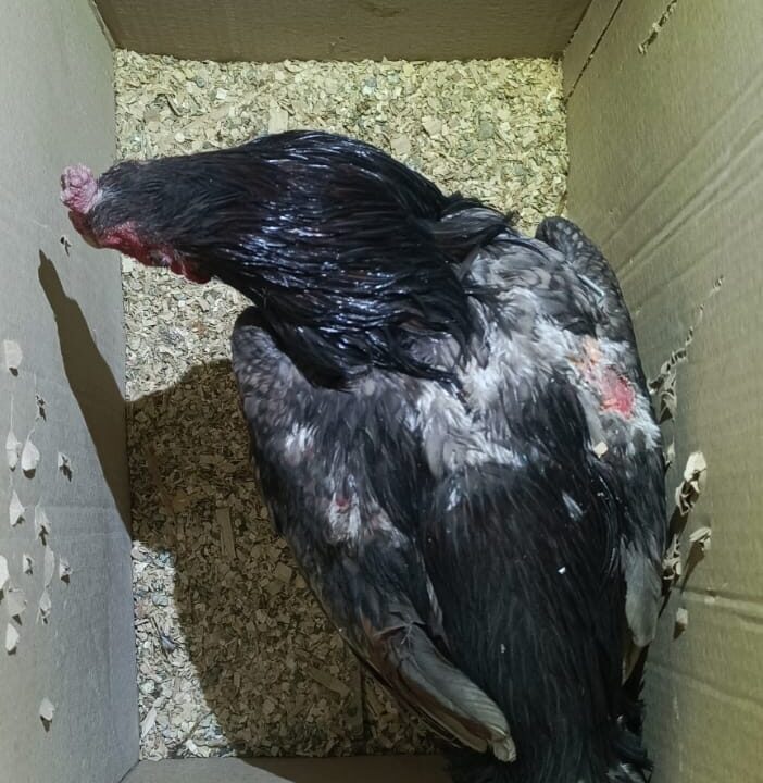 Caucete atrapan a galleros preparaban gallos para las riñas.
