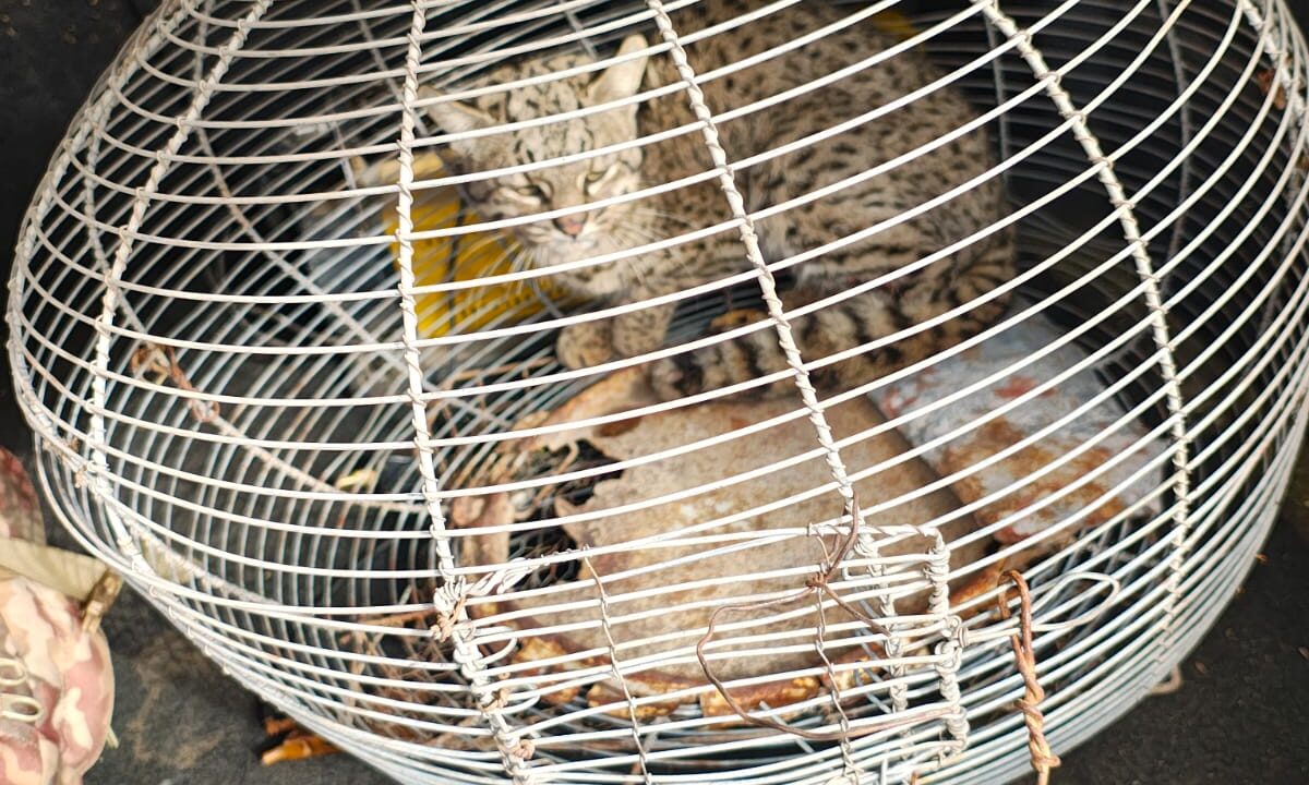 San Martín recuperan un gato Montes que estaba herido.