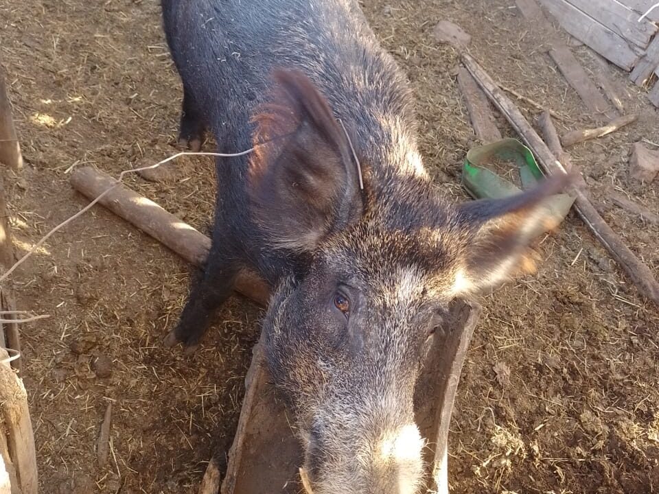 Un 🐽 Jabalí 🐗 es entregado al parque 🏞️ Faunistico de Rivadavia SJ