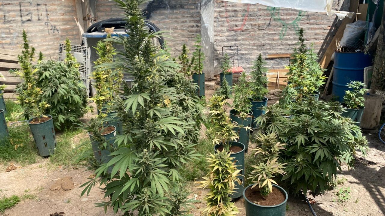 Narcos con producción propia en Albardon SJ