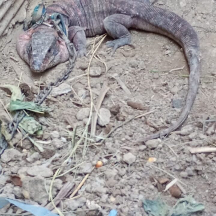 Atrapan a Cazadores furtivos y depredadores en Caucete y Albardon en San Juan