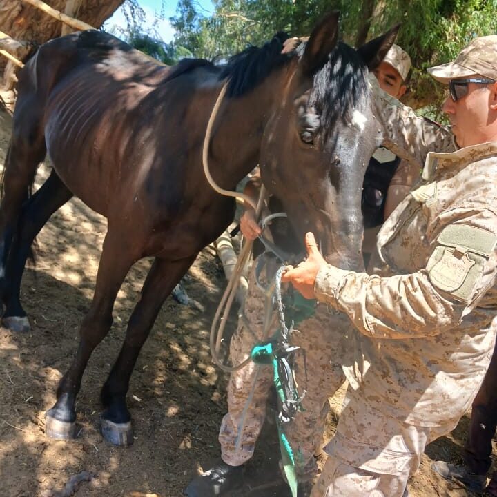 Animales maltratados y aves silvestres enjauladas en San Juan