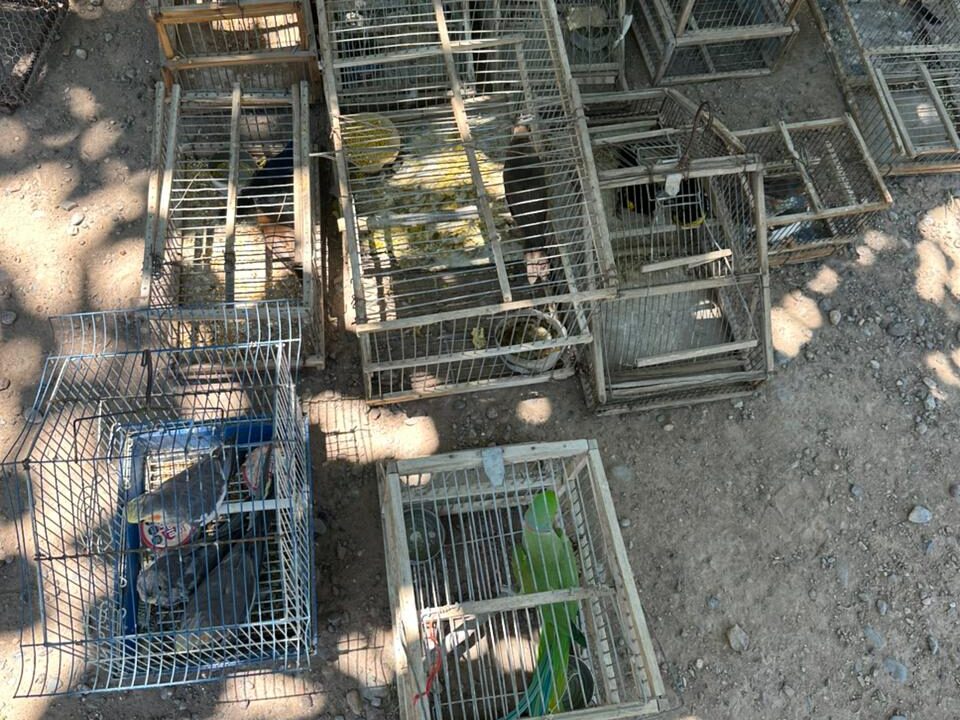 Entregan Voluntariamente Muchas Aves En Via De Estimación En San Juan